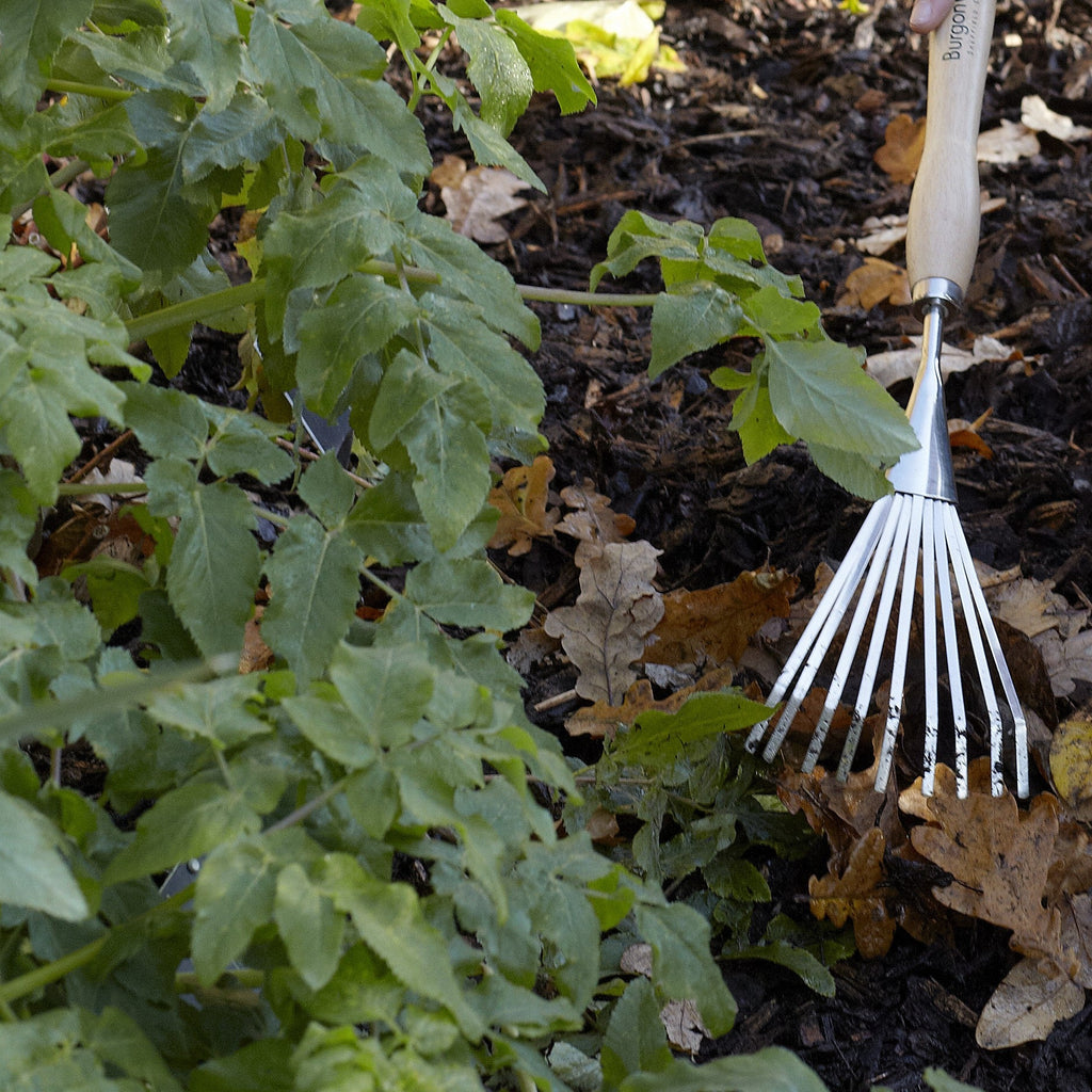 Burgon & Ball® Mid-Handled Stainless Steel Shrub Rake, RHS Endorsed