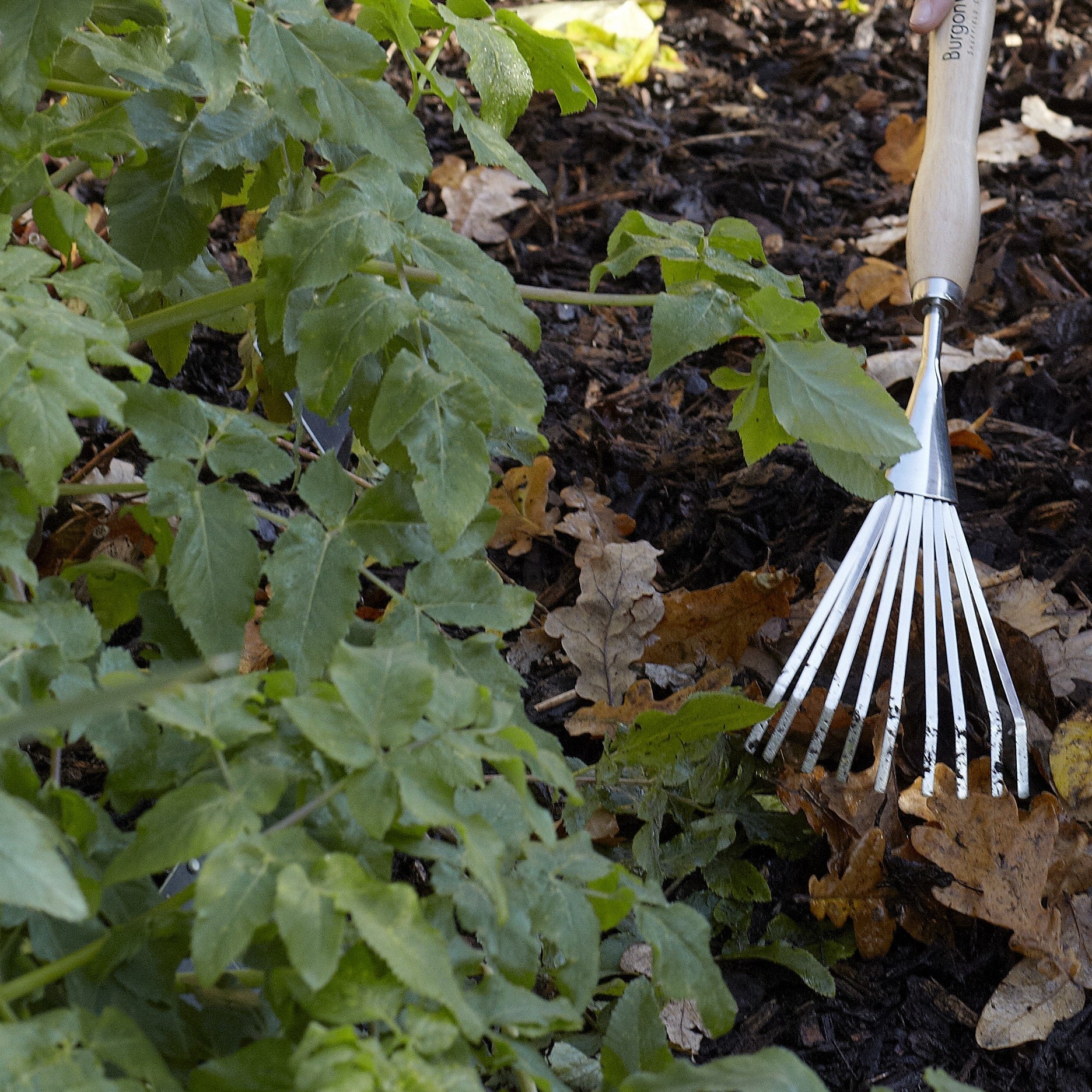Burgon & Ball® Mid-Handled Stainless Steel Shrub Rake, RHS Endorsed
