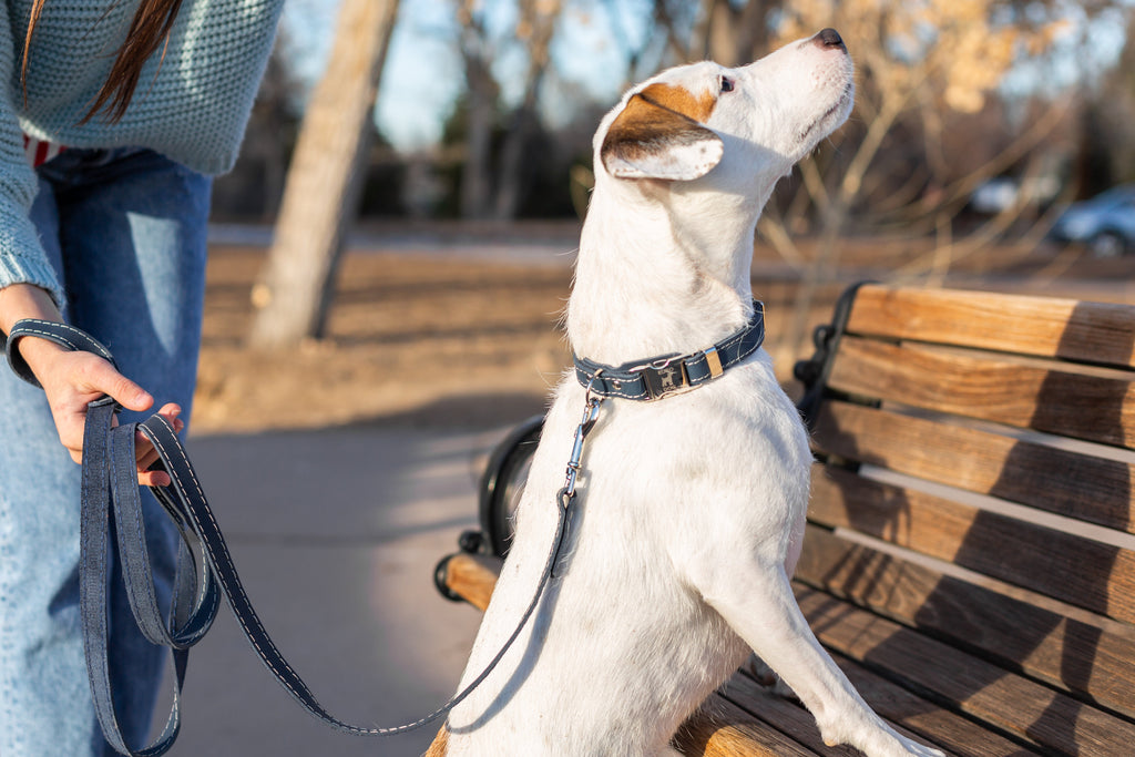 Traditional Blue Jeans Leather Leash