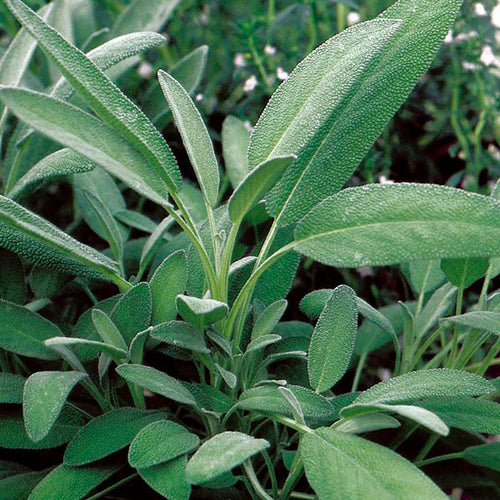 Broadleaf Sage Seeds