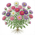 ASTER Seeds, Powder Puff Mix