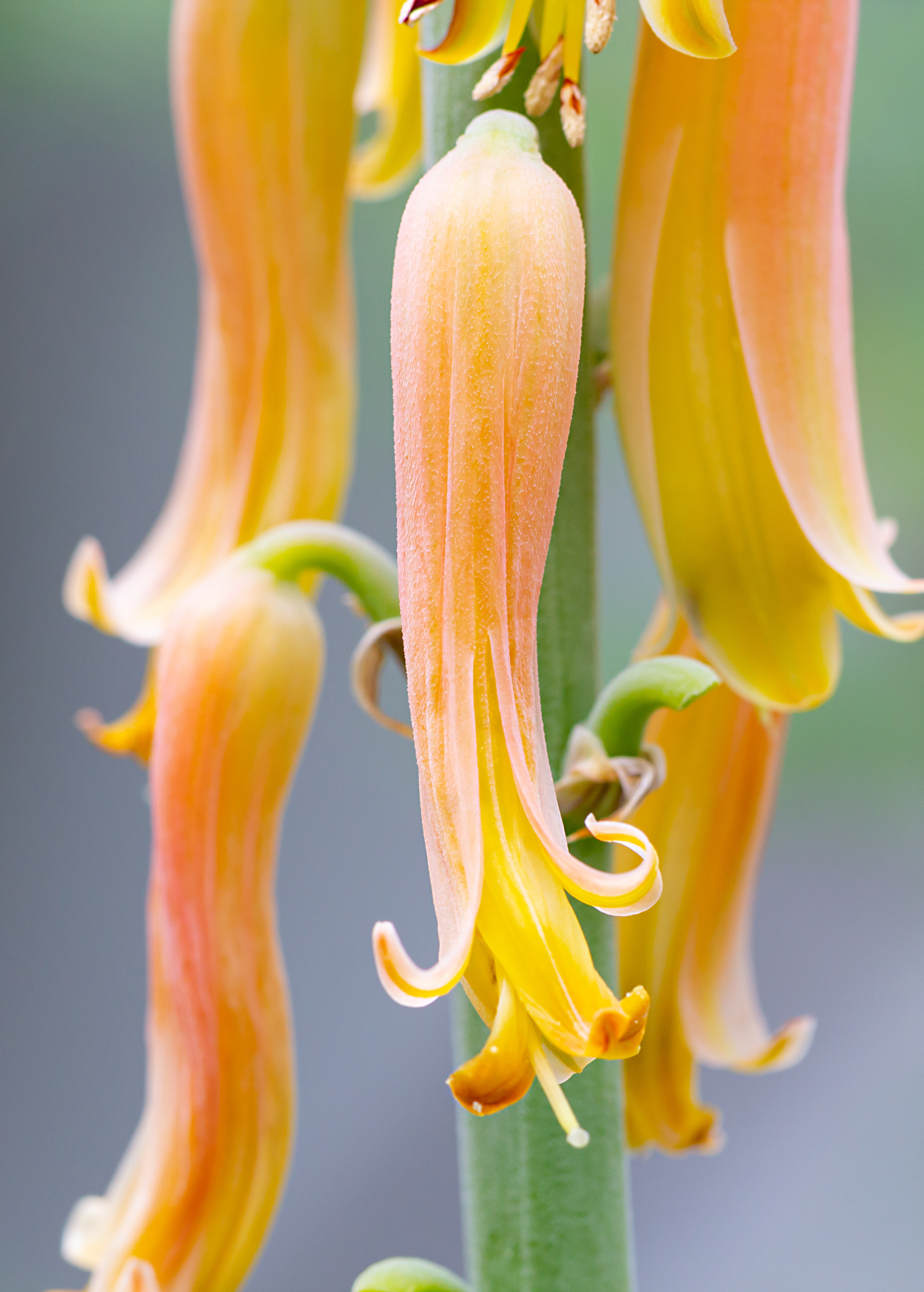 Aloe (Aloe vera)