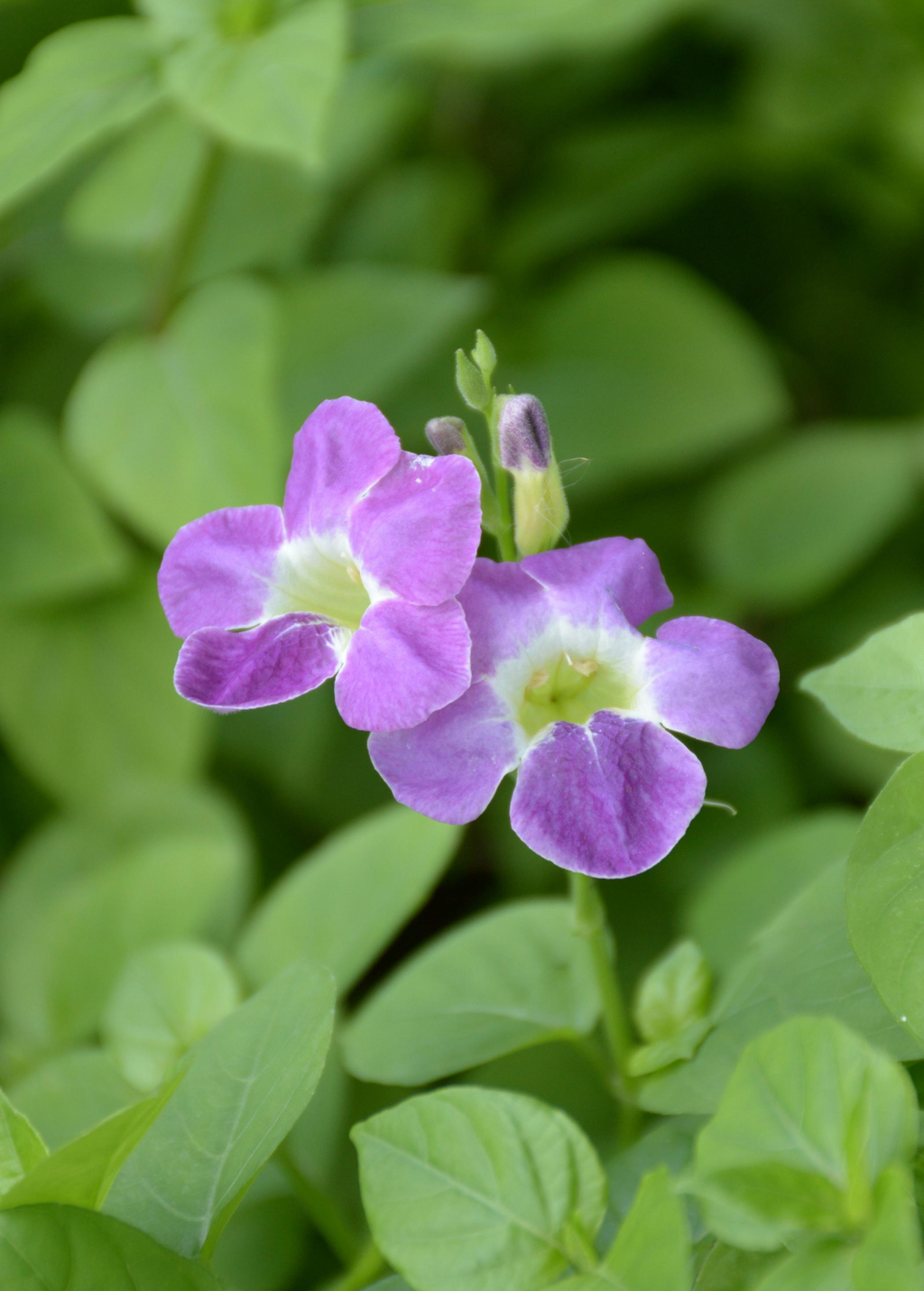 Asystasia, Chinese Creeping Foxglove (Asystasia gangetica)