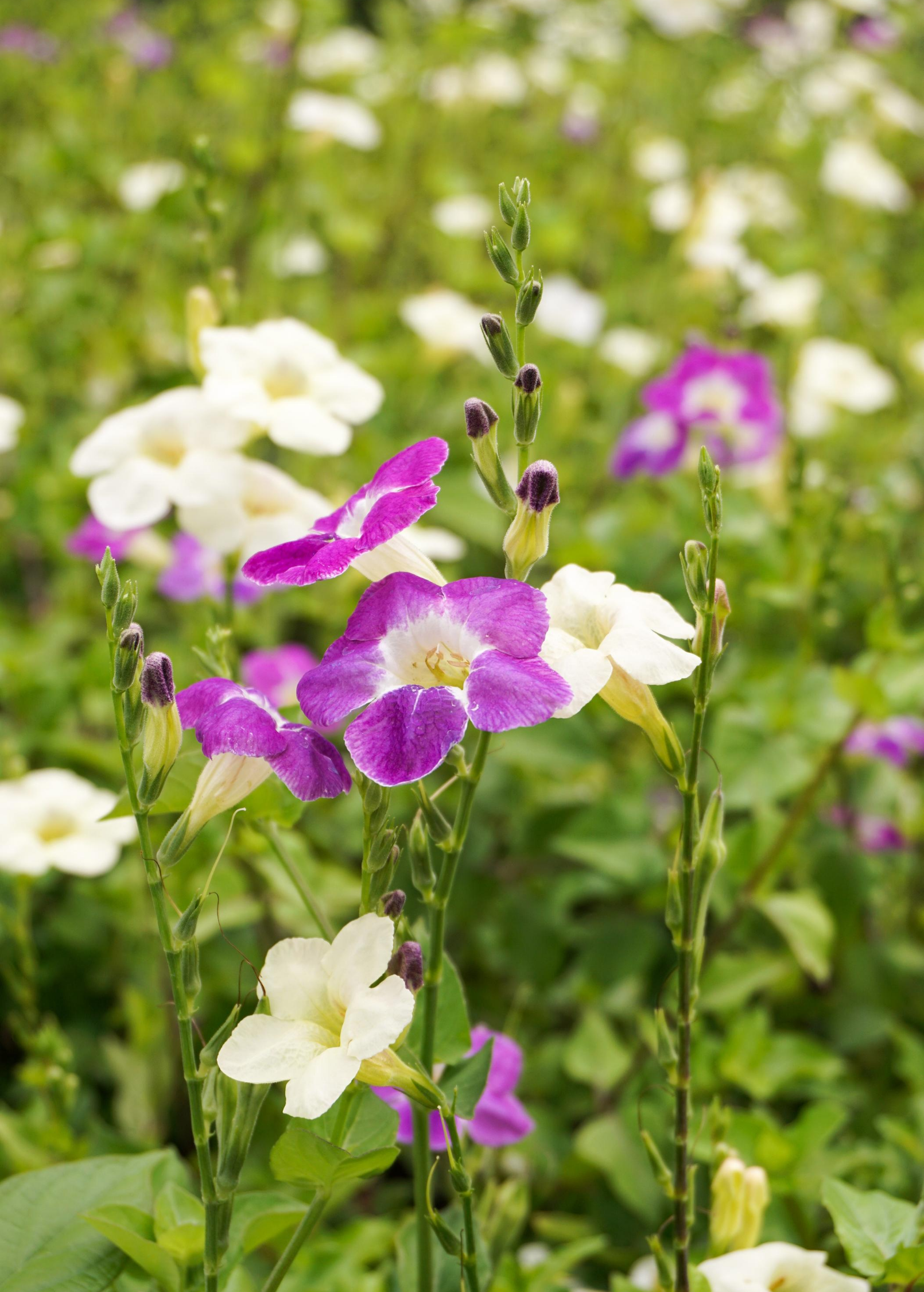 Asystasia, Chinese Creeping Foxglove (Asystasia gangetica)