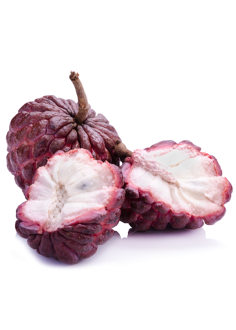 Red Sugar Apple Seedling (Annona squamosa L.)