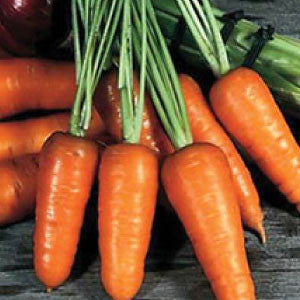 CARROT Seeds, Chantenay