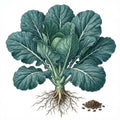 COLLARD GREEN Seeds, Georgia