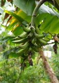 Plantain 'Dwarf Puerto Rican' (Musa)
