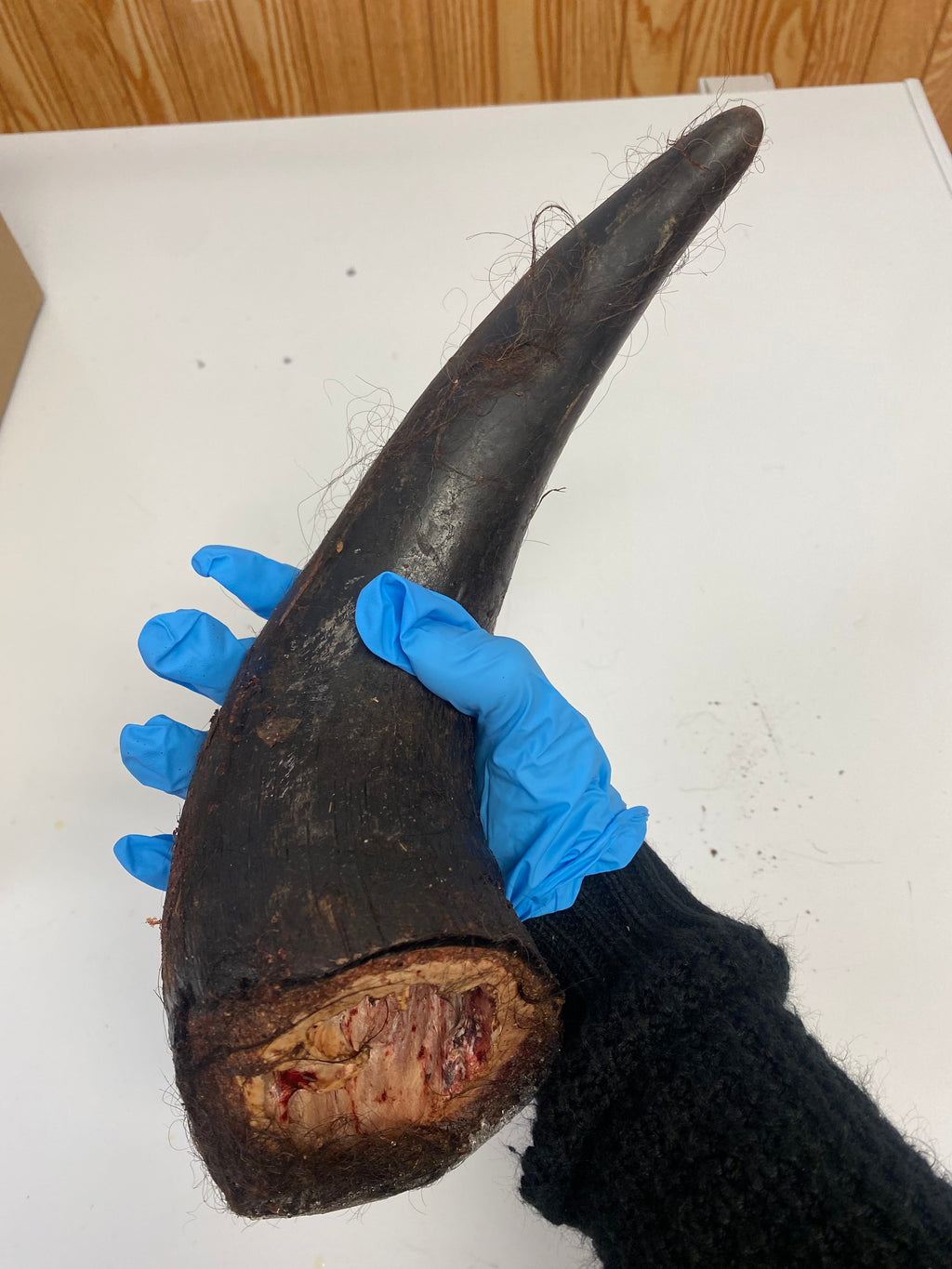 Bison Horn (Grass Fed & Finished)