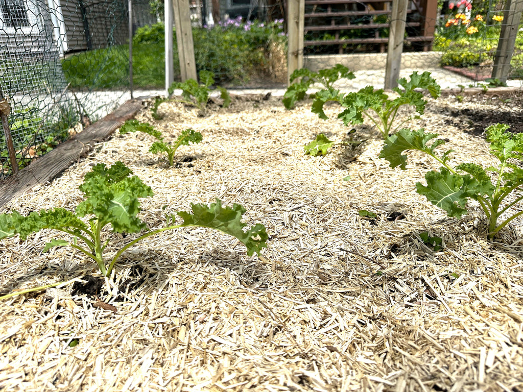Hemp Mulch Hurd for Organic Gardening and Soil Health