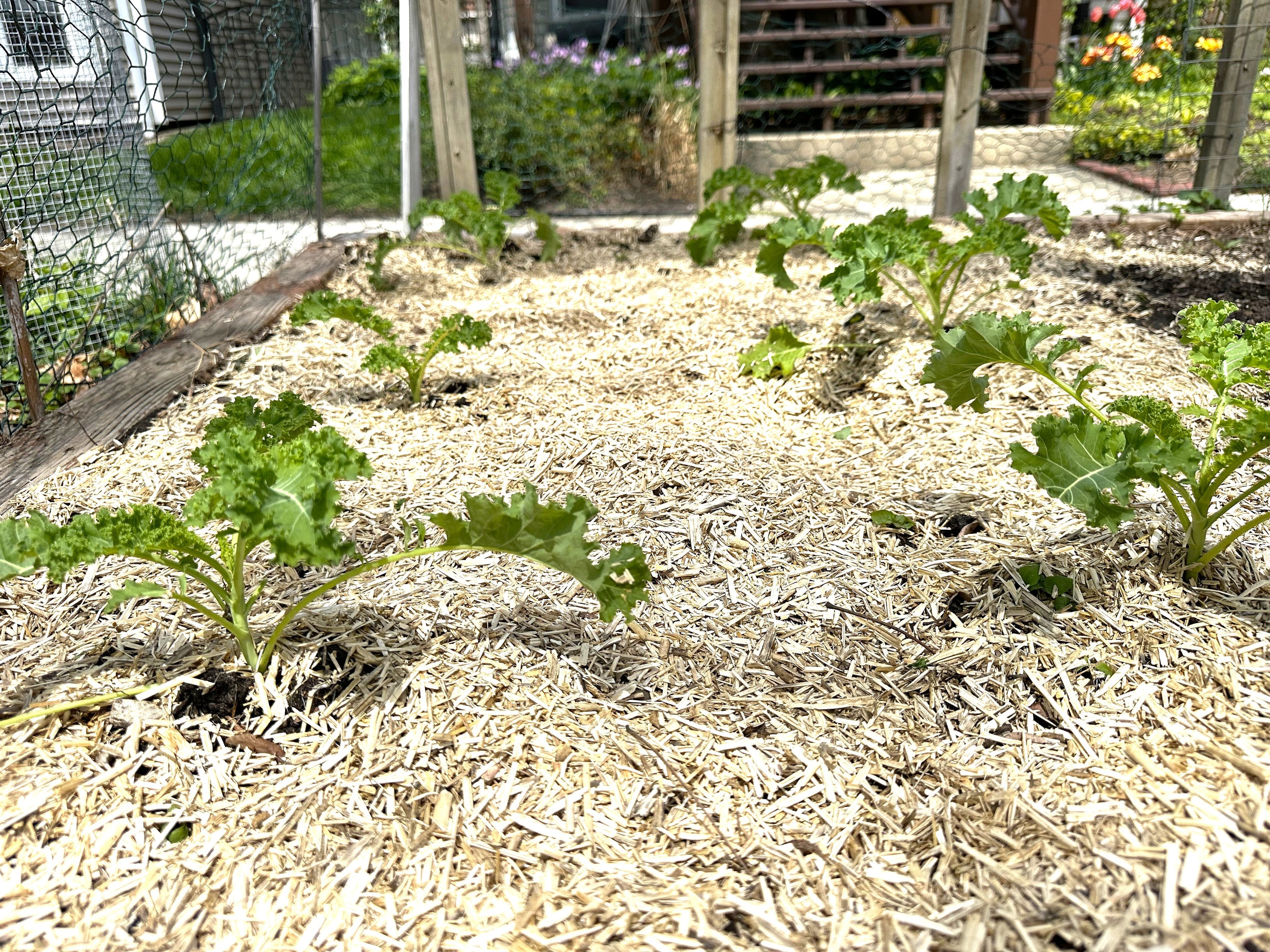 Hemp Mulch Hurd for Organic Gardening and Soil Health