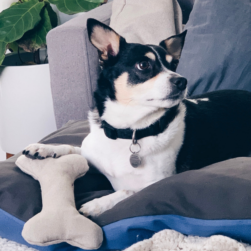 Boba & Vespa Plush Hemp Dog Bone Toy for Gentle Chewers | Soft & Squeaker Free