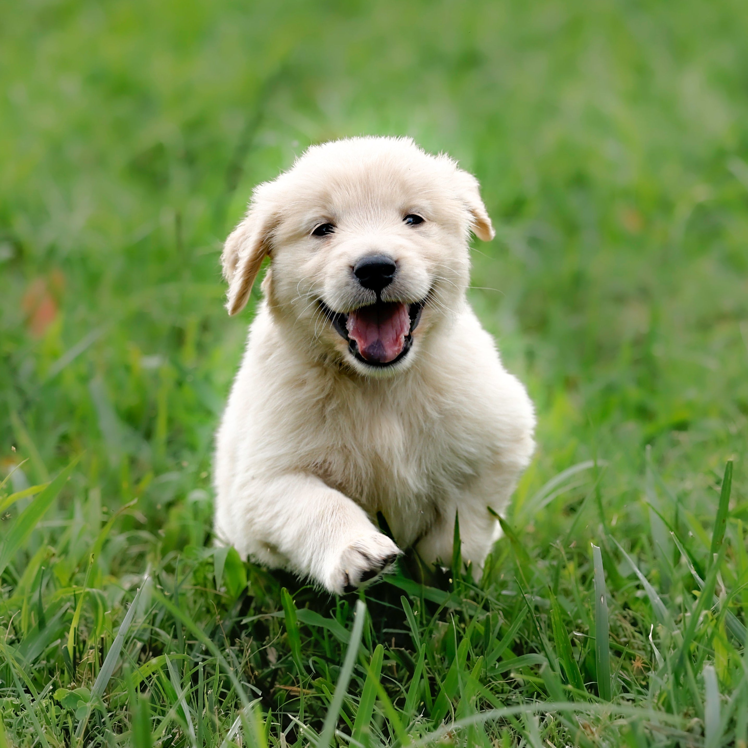White puppy running on a grassy field