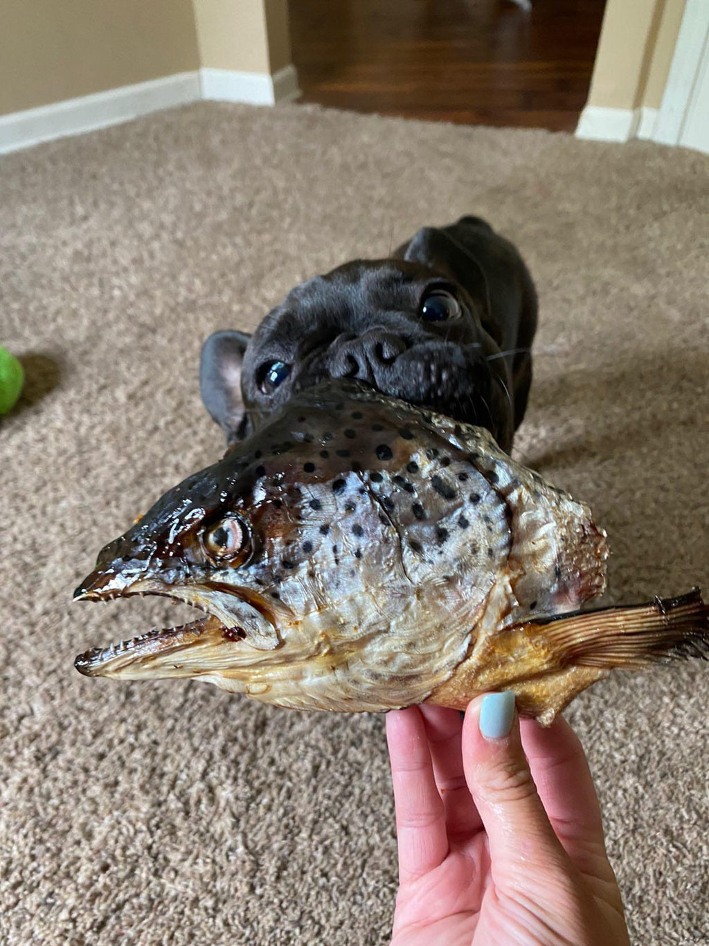 Salmon Head (2 Halves)