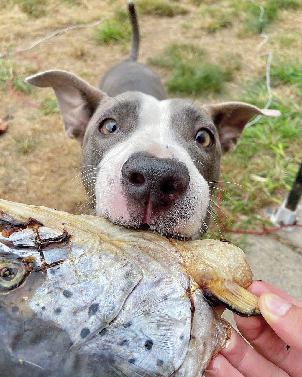 Salmon Head (2 Halves)