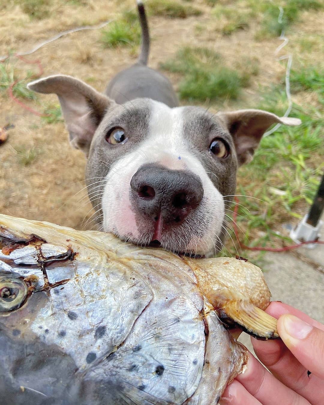 Salmon Head (2 Halves)