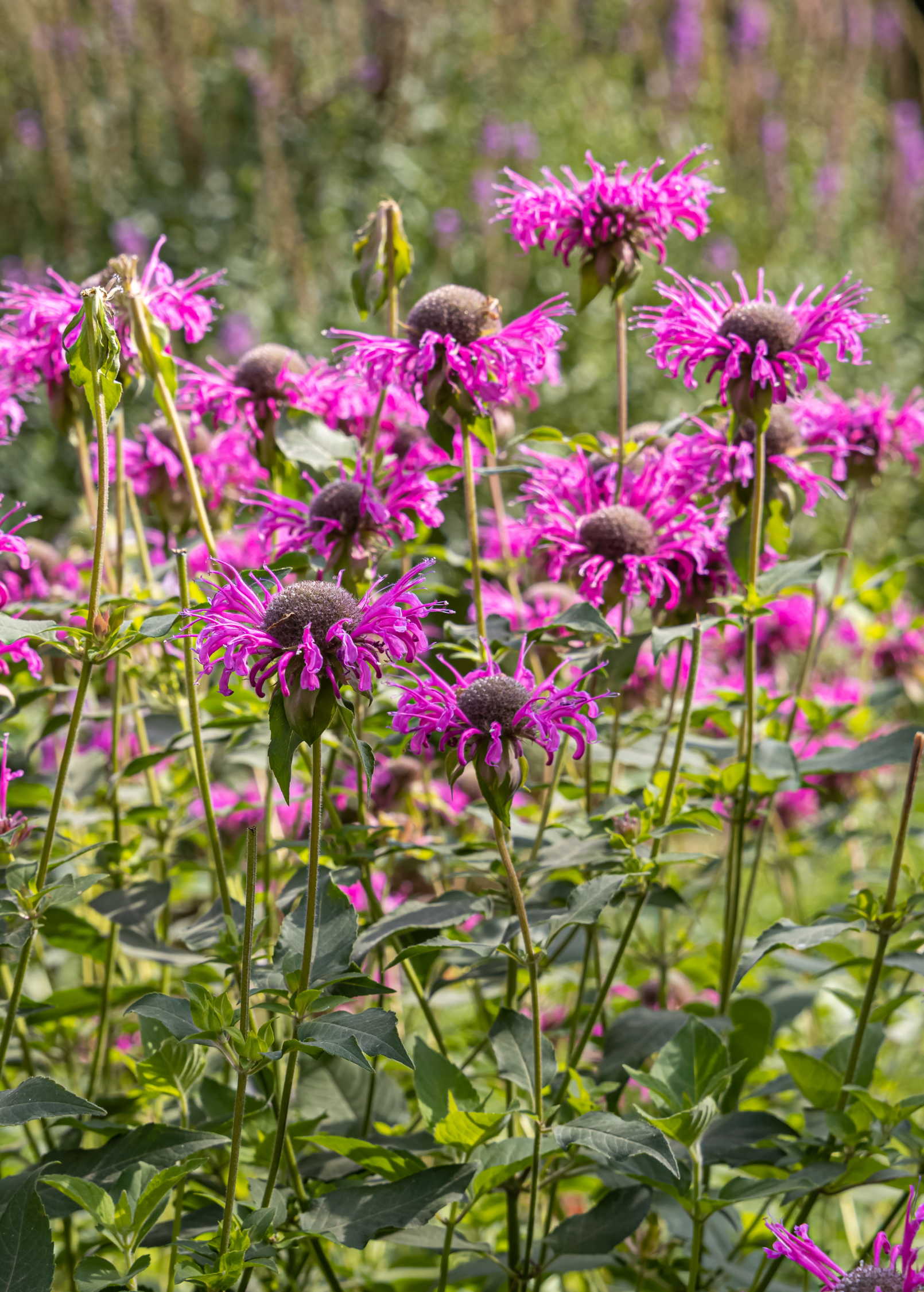 Bergamot, 'Sweet Leaf' (Monarda fistulosa)