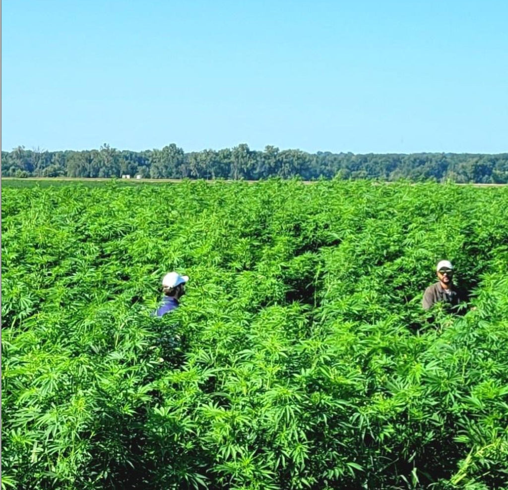 Hemp Chicken Horse Animal Bedding Litter  - Organic USA Grown