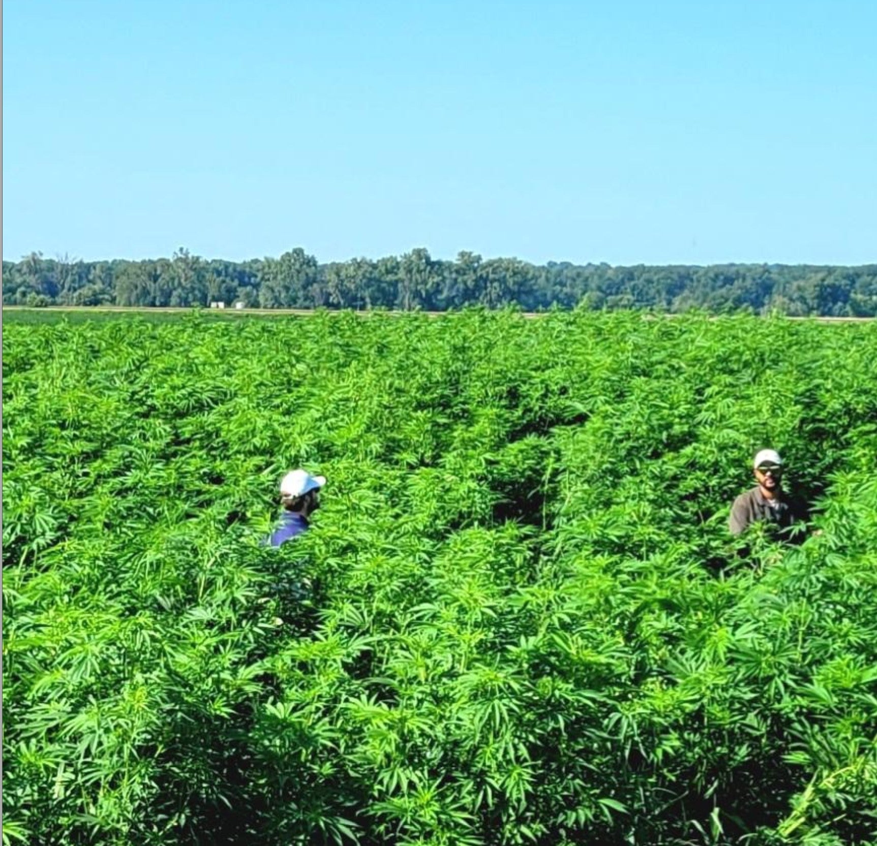 Hemp Chicken Horse Animal Bedding Litter  - Organic USA Grown