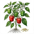 PEPPER Seeds, Yolo Wonder
