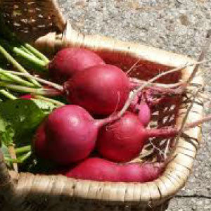 RADISH Seeds, German Giant