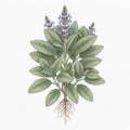 SAGE Seeds