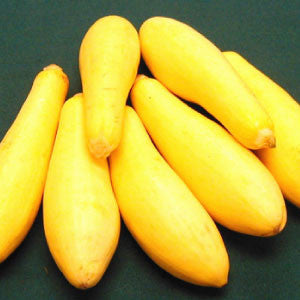 SQUASH Seeds, Saffron