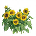 SUNFLOWER Seeds, Incredible Dwarf