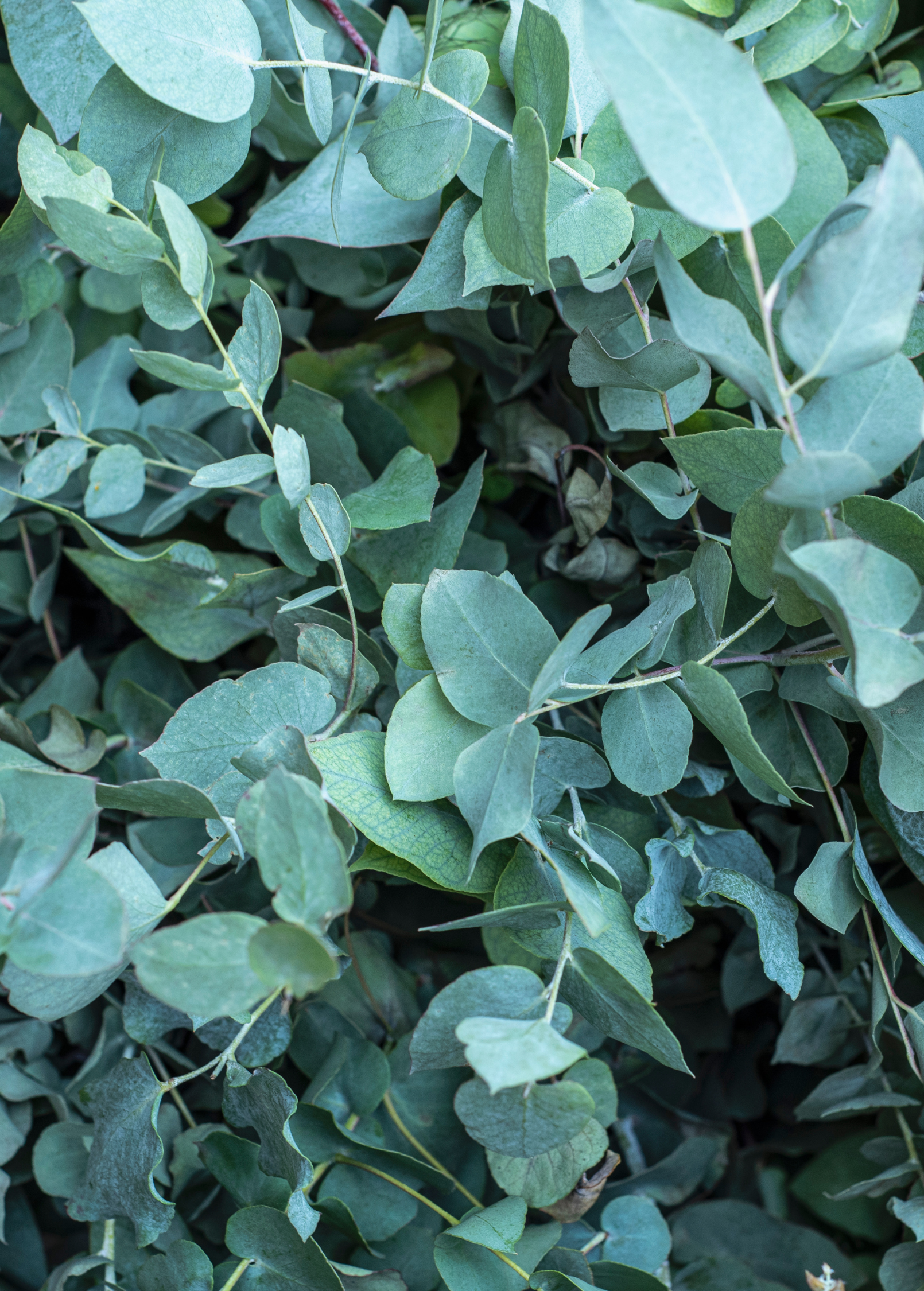 Silver Dollar Eucalyptus (Eucalyptus cinerea)