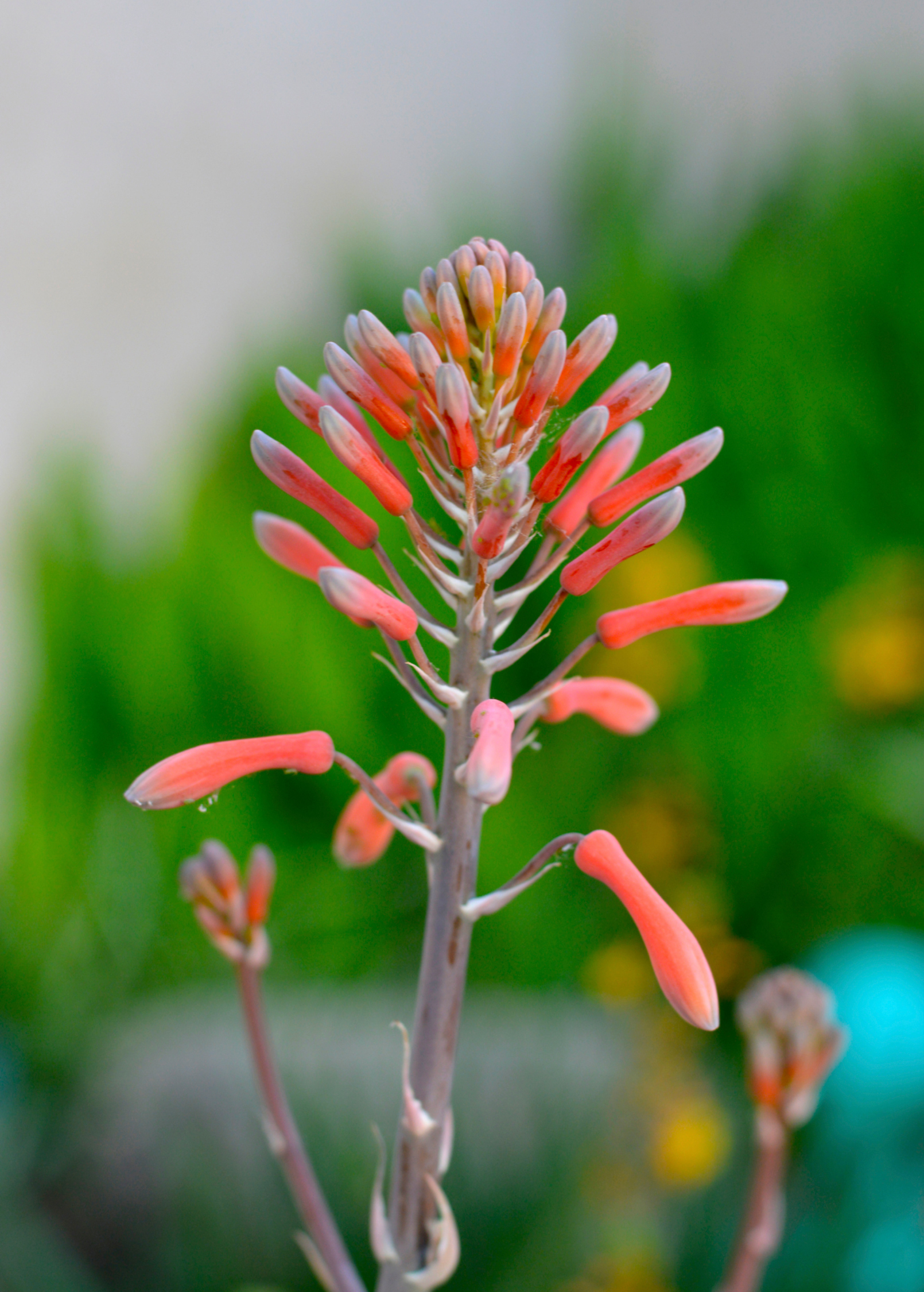 Aloe (Aloe vera)