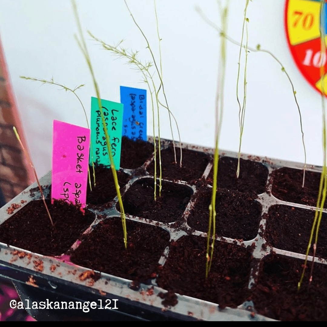 "Asparagus Fern" Houseplant Seed Collection