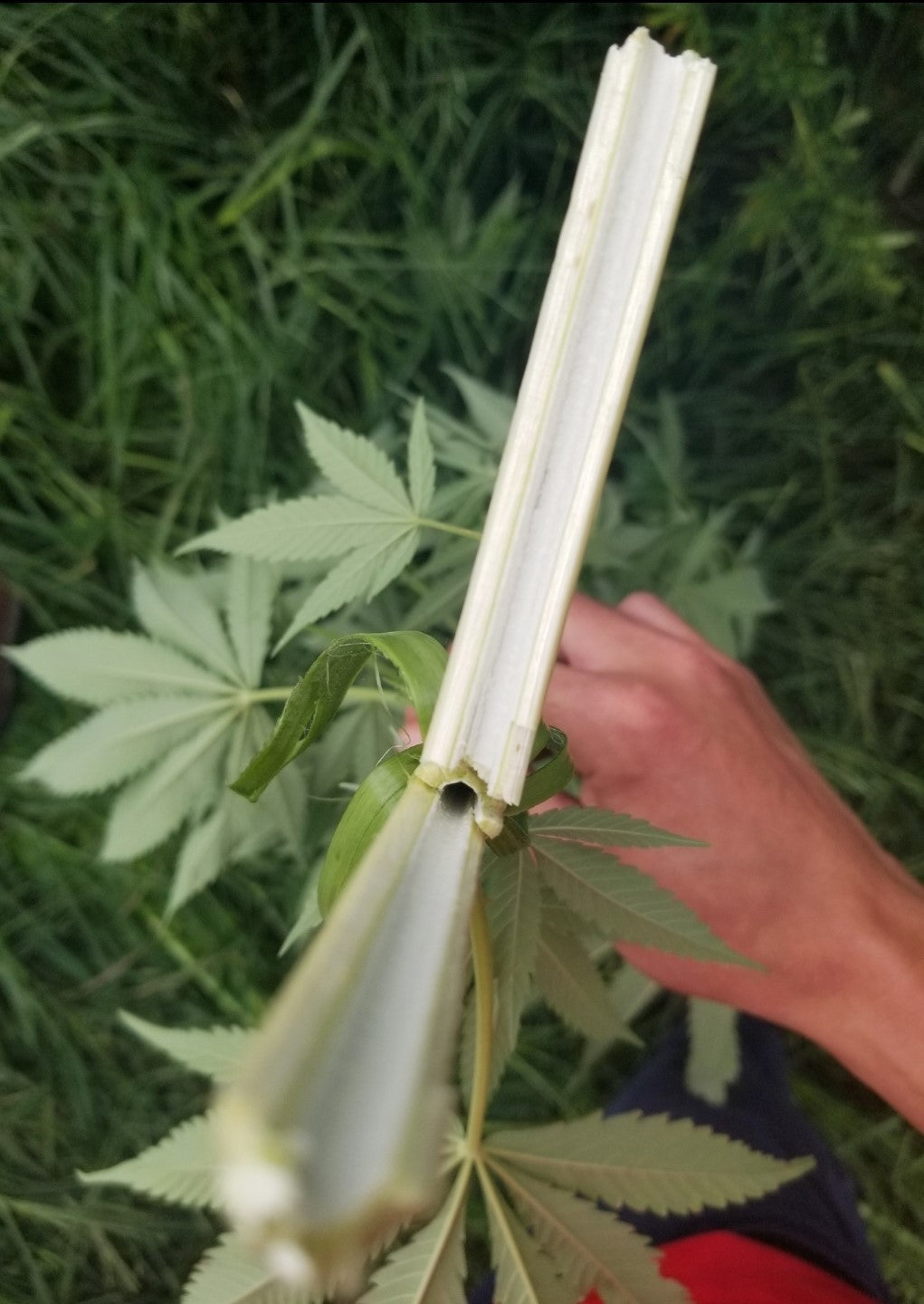 Hemp Chicken Horse Animal Bedding Litter  - Organic USA Grown