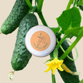 Organic Cucumber Seeds