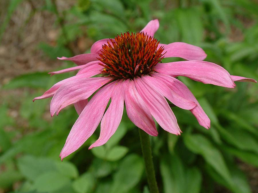 Echinacea Purpurea