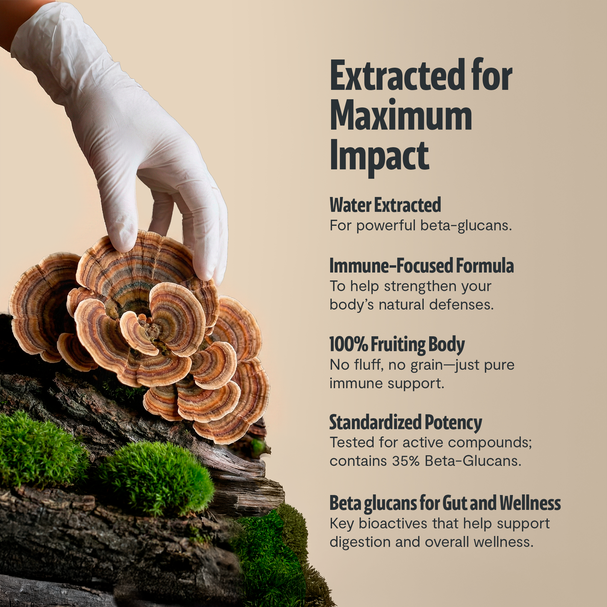 Organic Turkey Tail Mushroom Powder