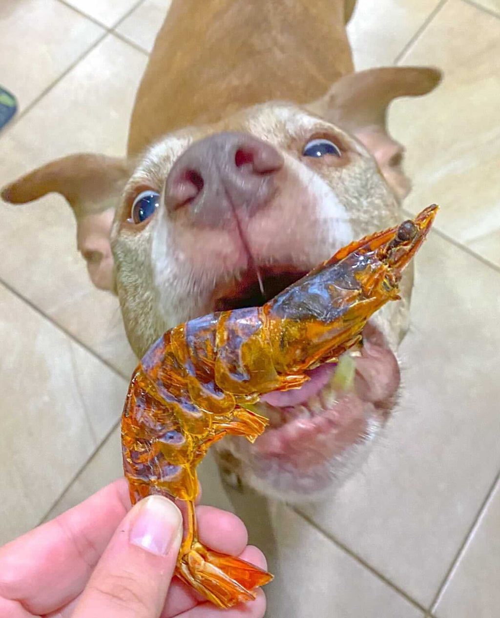 Shrimp