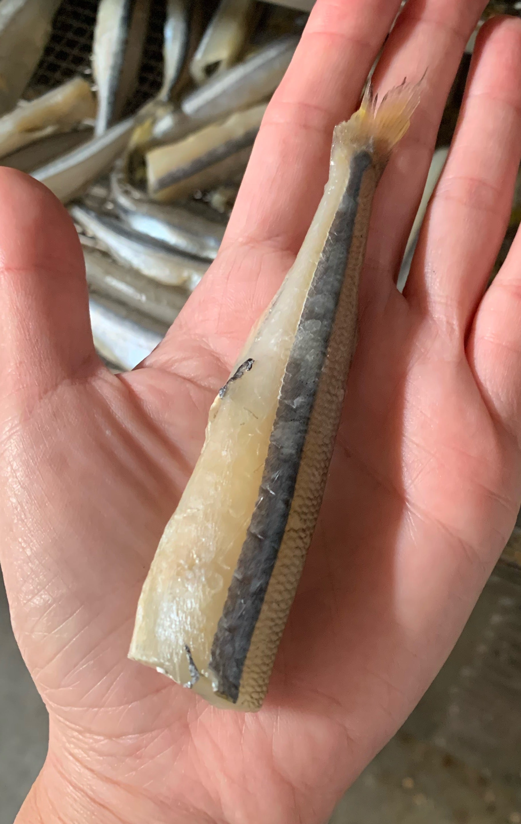 Smelt (Wild Caught) - Limit 1