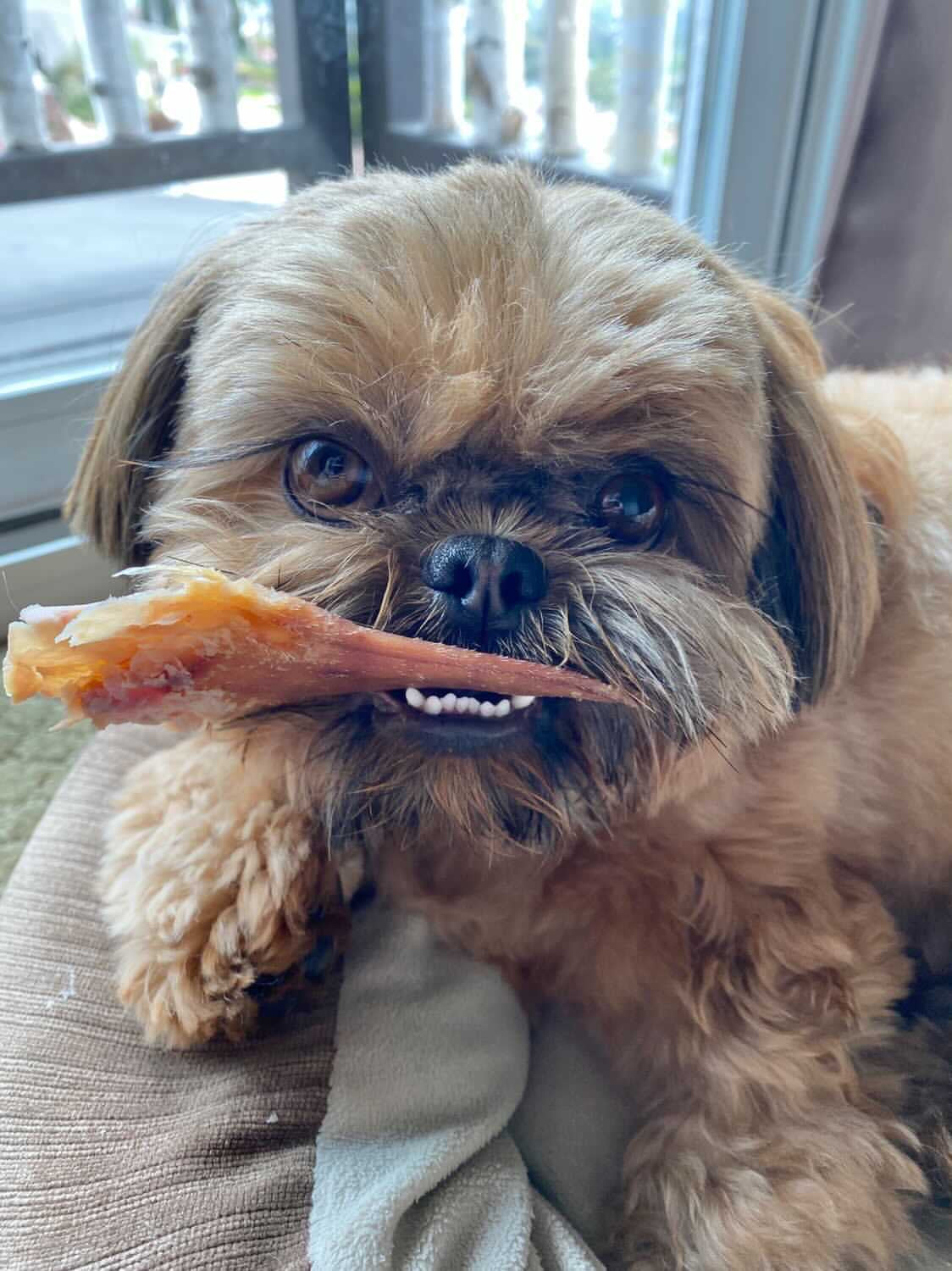 Pig Ears
