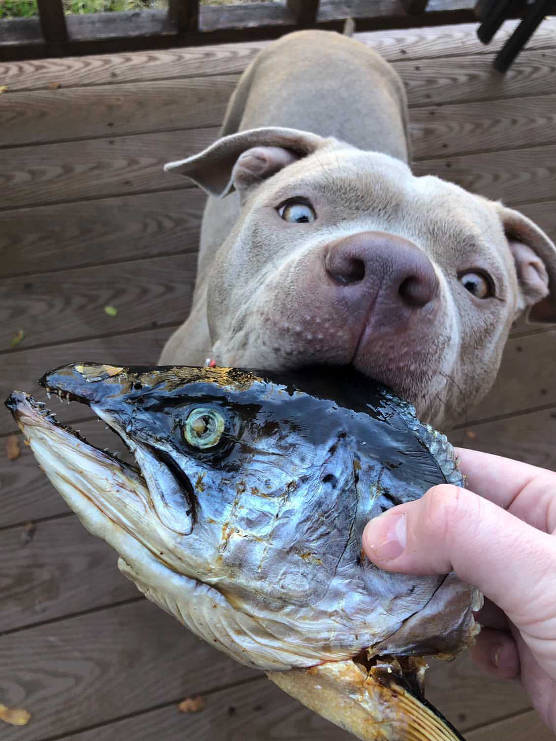 Salmon Head (2 Halves)