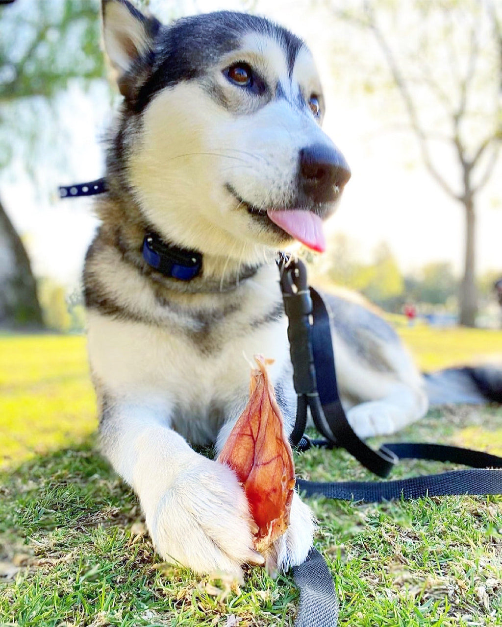 Pig Ears