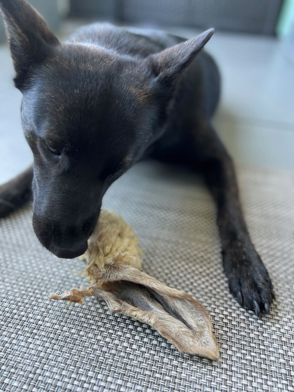 Lamb Ears (Furry & Non Fur)