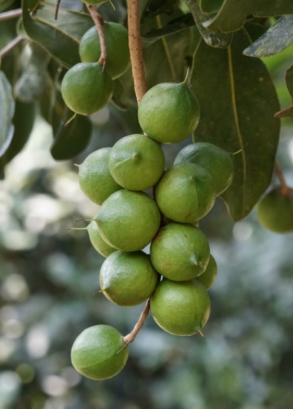 Macadamia 'Queen Anne' (Macadamia integrifolia)