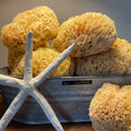 Natural Sea Sponge