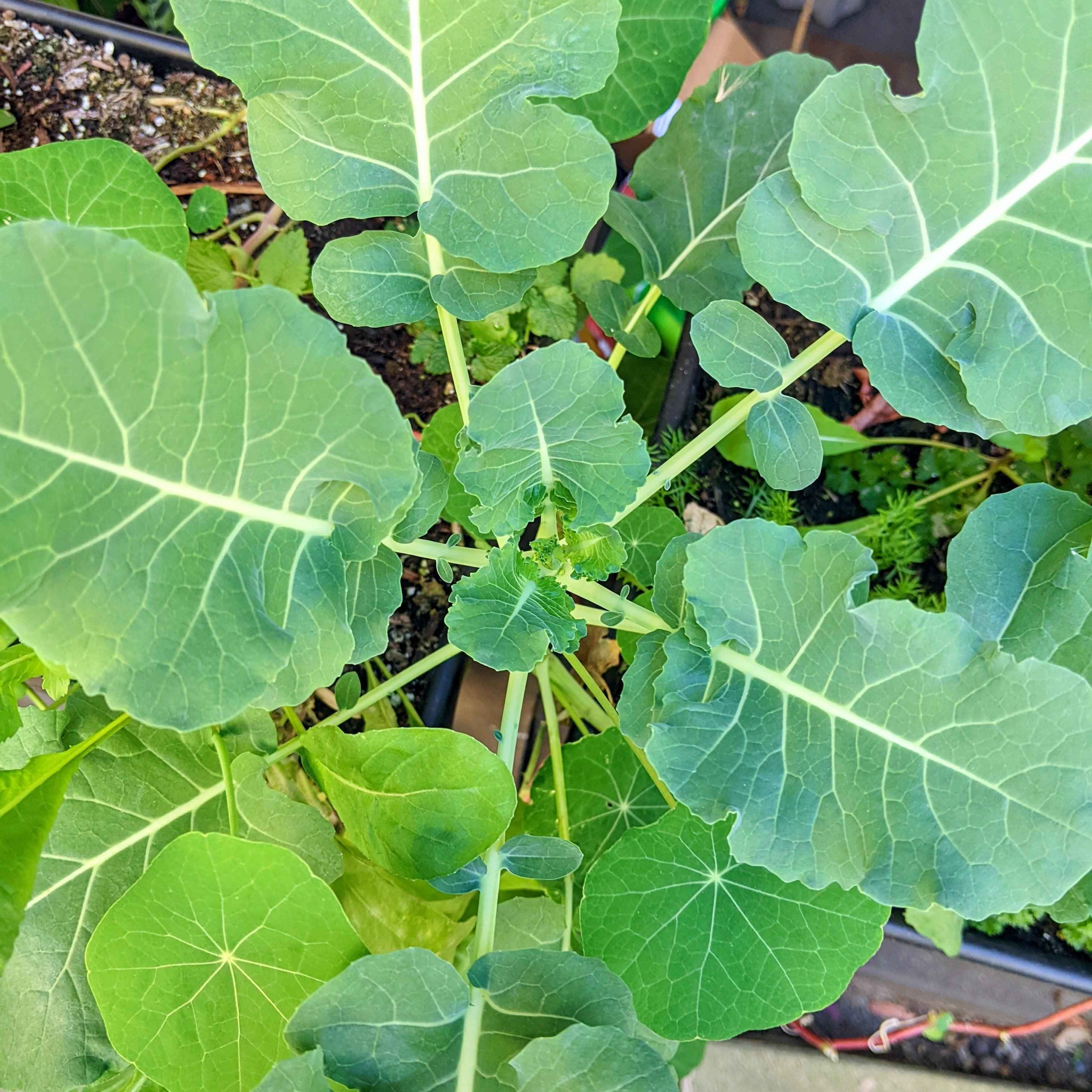 Organic Broccoli Seeds
