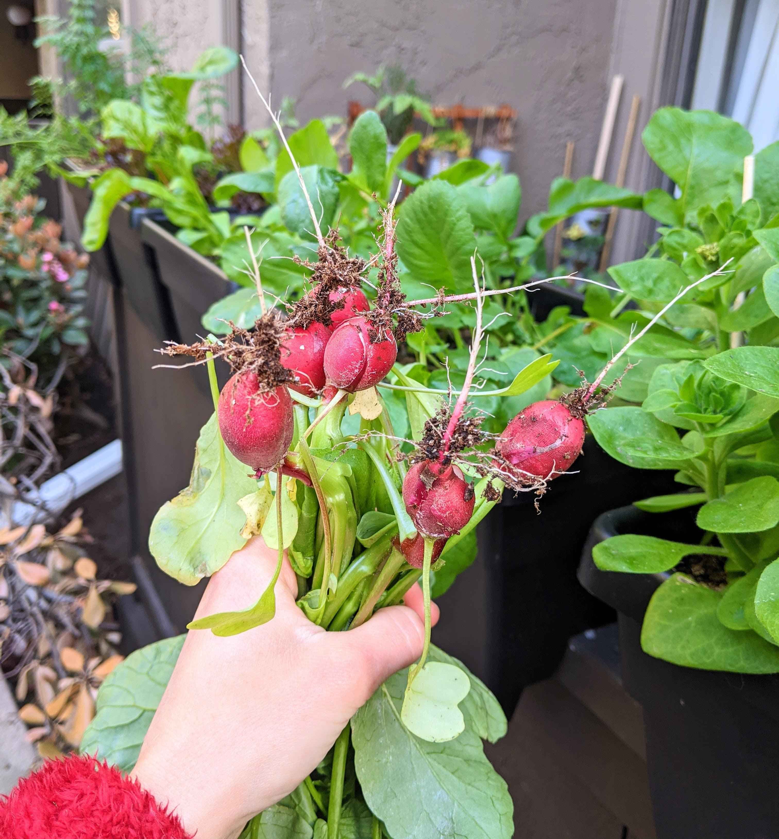 Organic Radish Seeds