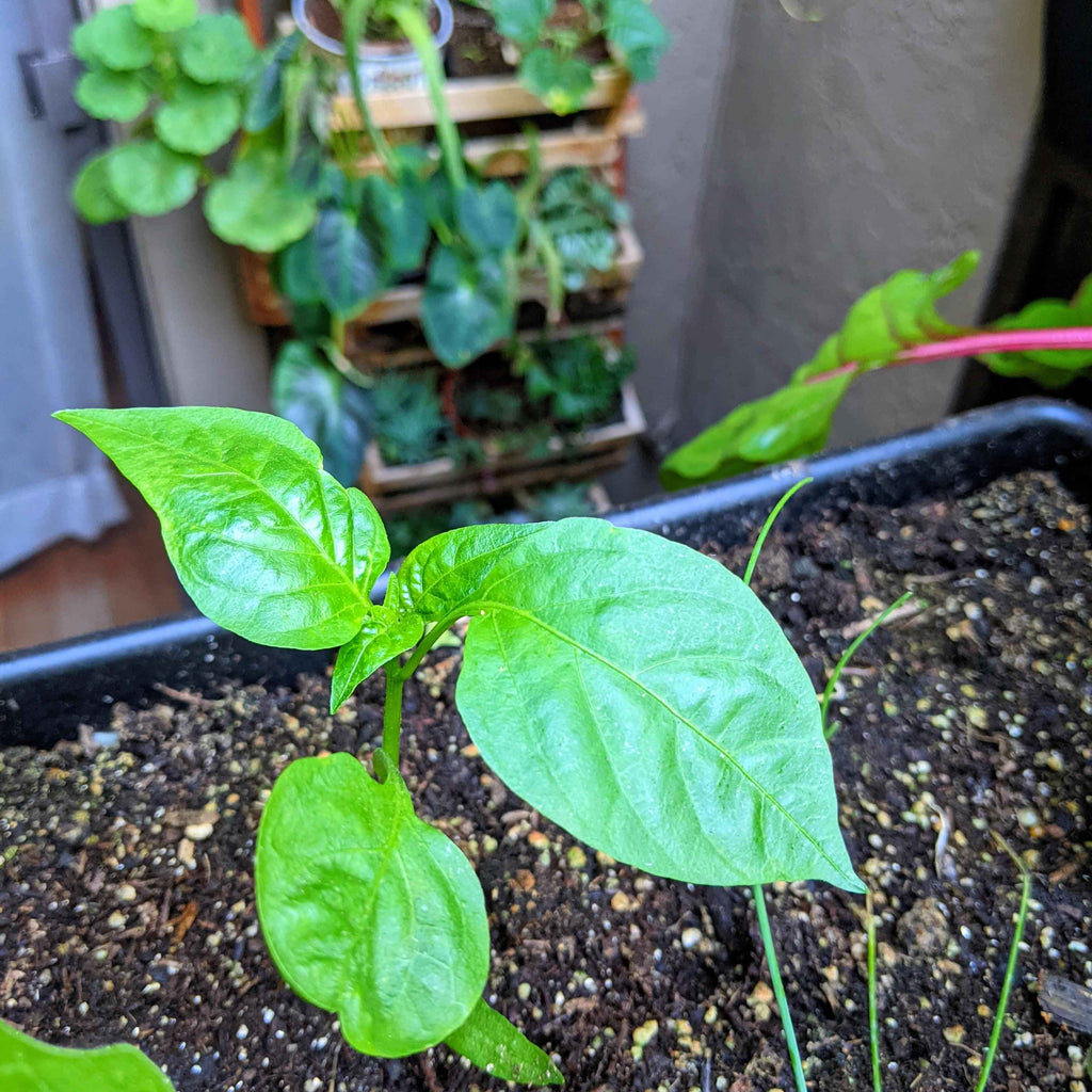Organic Sweet Pepper Seeds