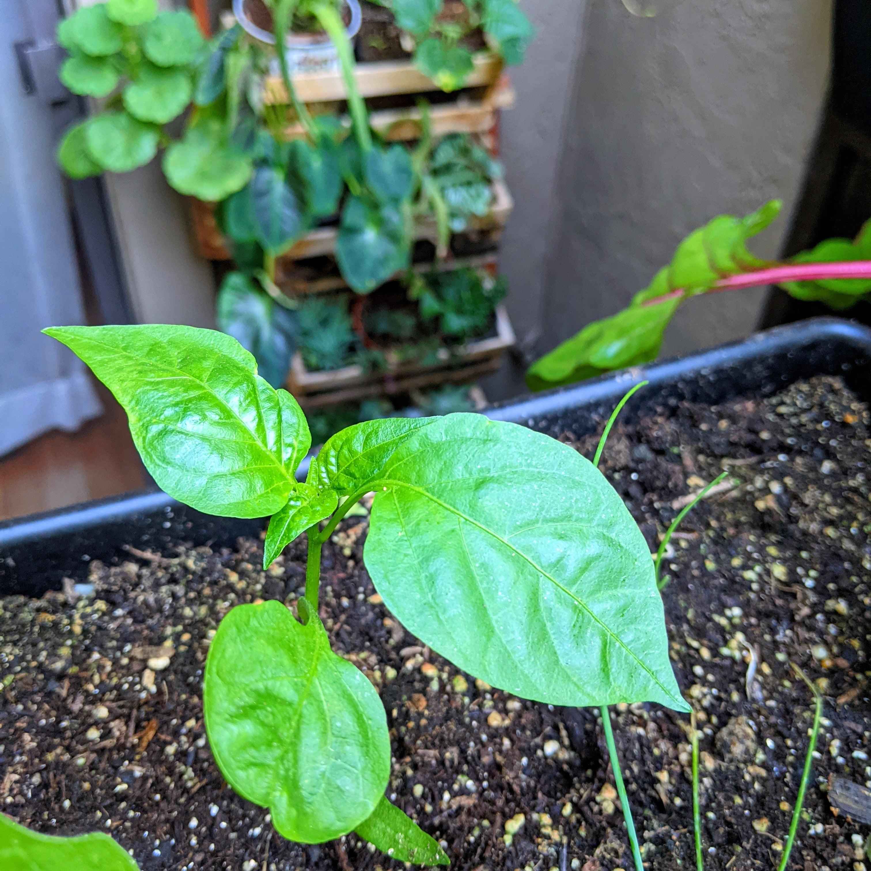 Organic Sweet Pepper Seeds