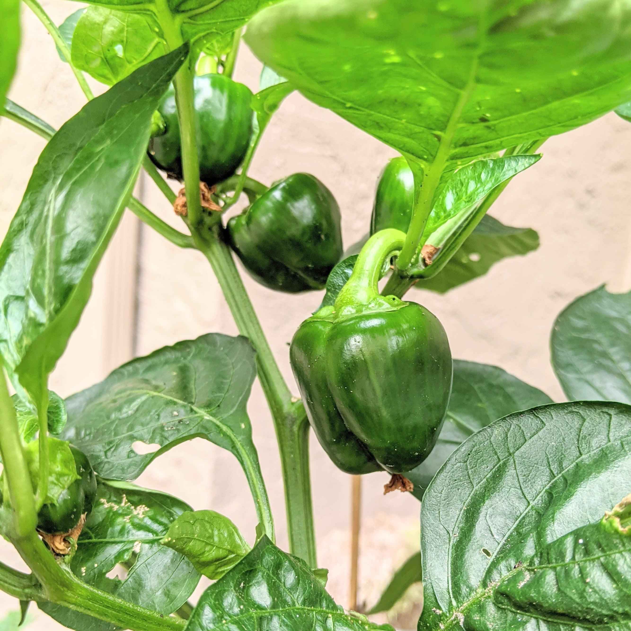 Organic Sweet Pepper Seeds