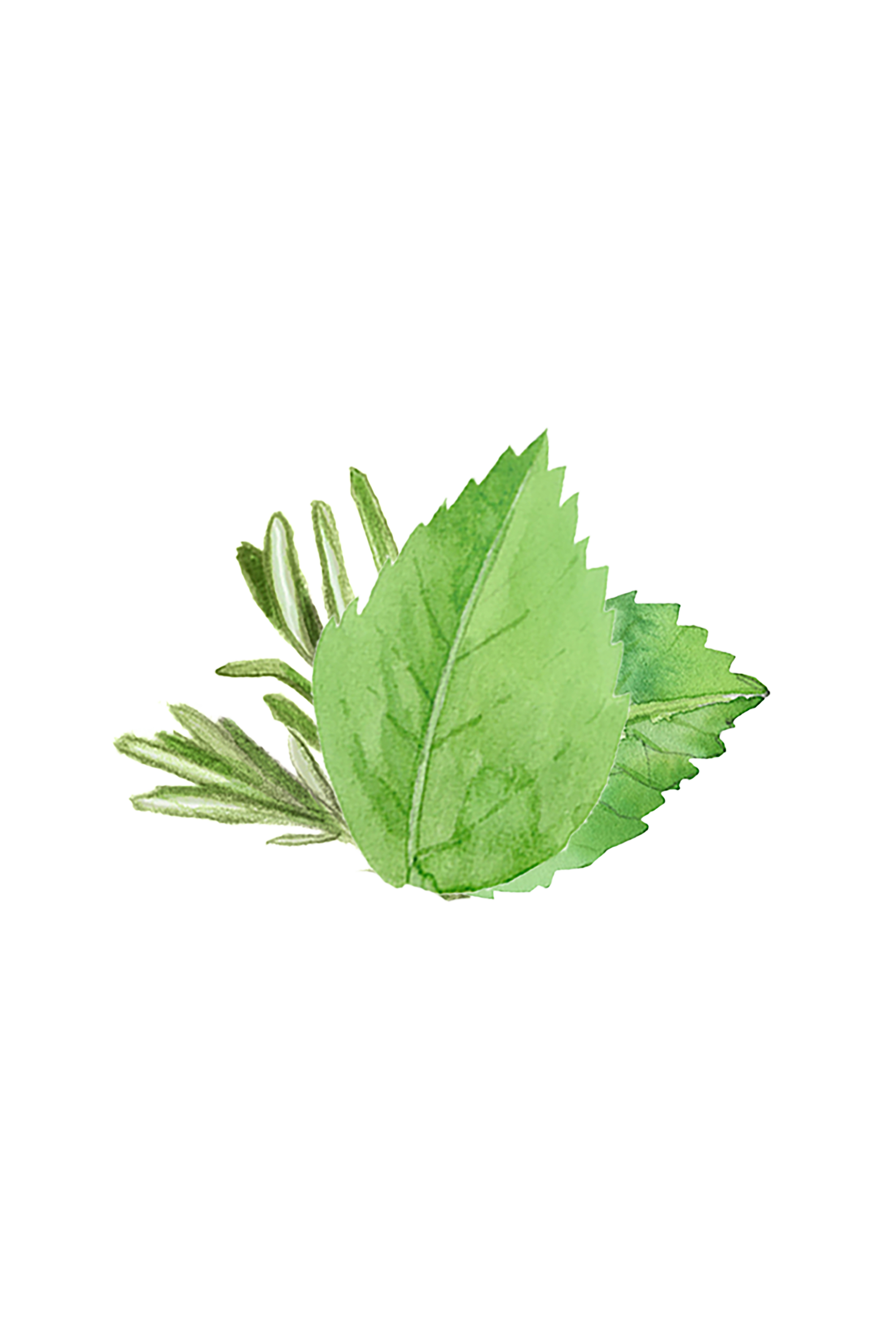 Rosemary & Mint Essential Oil Blend
