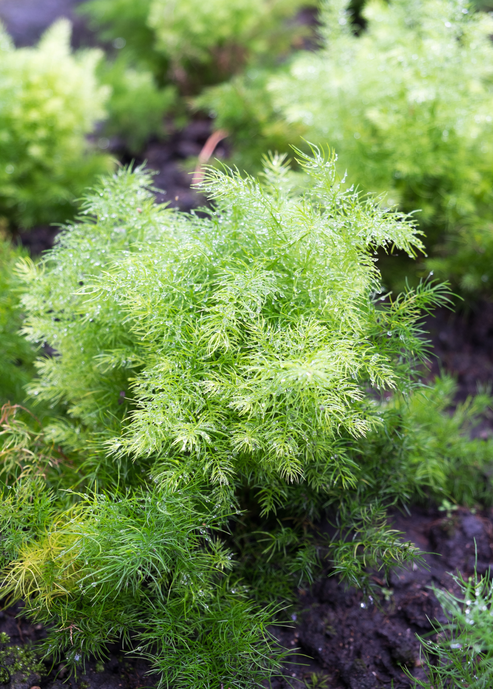 Shatavari (Asparagus racemosus)